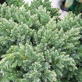 Можжевельник чешуйчатый 'Блу Швед'