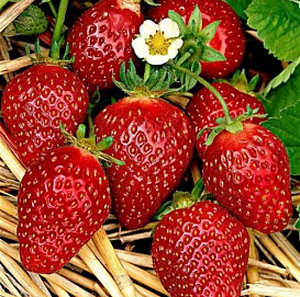 Земляника (клубника) 'Мара Де Буа'