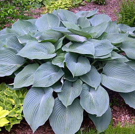 Хоста гибридная (вздутая, волнистая) 'Блу Ангел'