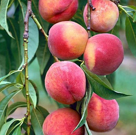 Персик 'Золотой Триумф'