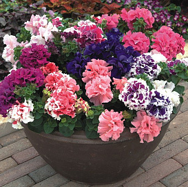 Петуния (сурфиния) гибридная махровая 'Дабл Каскад Микс' (смесь)