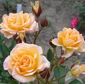 Роза 'Сюрприз' (флорибунда) (желтая)