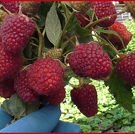 Малина 'Самохвал' ремонтантная