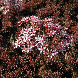 Седум белый (Очиток) 'Атропурпуреум'