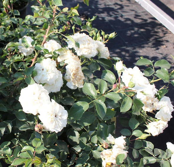 Роза 'Уайт Мейдиланд' (почвопокровная)