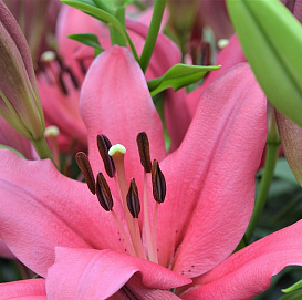 Лилия 'Асьерто' (розовая)