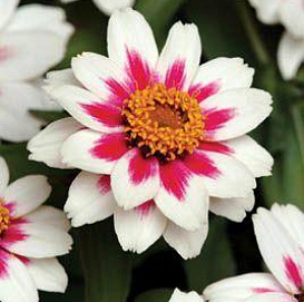 Цинния изящная 'Шот Стаф Уайт' (белая)