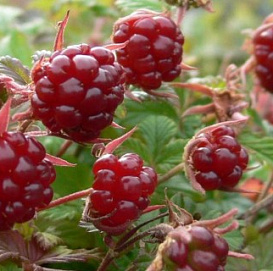 Княженика 'Анна'