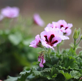 Пеларгония грандифлора (гибридная)