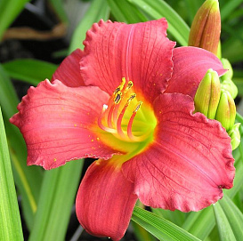 Лилейник гибридный 'Руби Стелла'