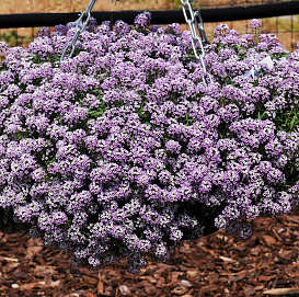 Душица обыкновенная 'Компактум'