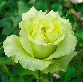 Роза 'Супер Грин' (чайно-гибридная)