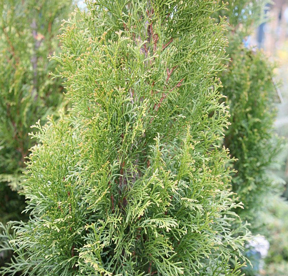 Туя западная 'Вайт Смарагд'