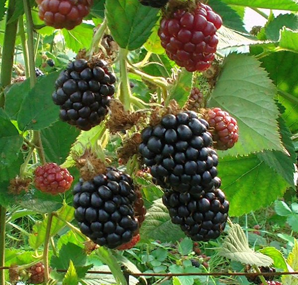 Ежевика 'Честер Торнелесс'