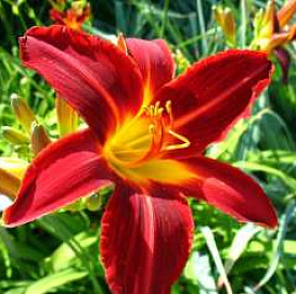 Лилейник гибридный 'Стаффорд'