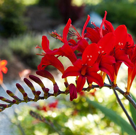 Крокосмия 'Люцифер'