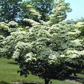 Дерен коуза 'Шметтерлинг'