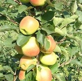 Яблоня колоновидная 'Болеро'