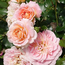 Роза 'Концерто 94' (шраб) (абрикосовый)