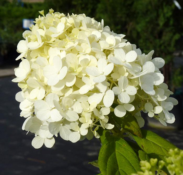 Гортензия метельчатая 'Грандифлора'