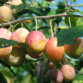 Слива 'Память Тимирязева'