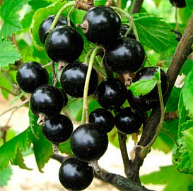 Смородина черная 'Орловская Серенада'