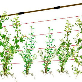 Шпалера для винограда/живая изгородь (Черняев)