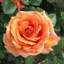 Роза 'Ашрам' (чайно-гибридная) (персиковая)