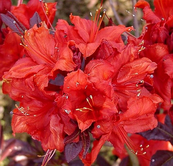 Рододендрон желтый (азалия) 'Роял Комманд' (красный)