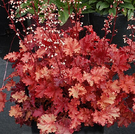 Гейхера гибридная 'Пич Фламбе'