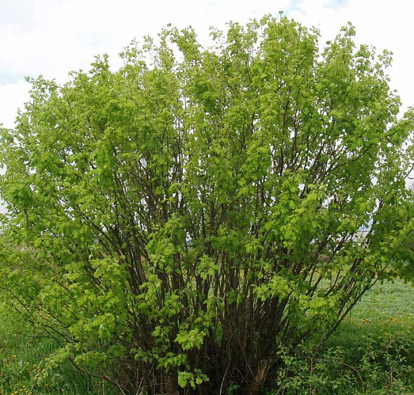 Акация (карагана) древовидная