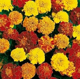 Тагетес (бархатцы) отклоненный (асорти)