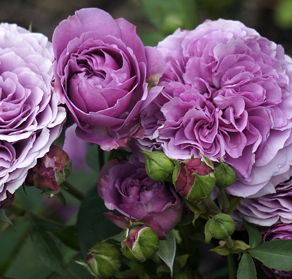 Роза 'Лавендер Айс' (флорибунда) (фиолетовая светлая)