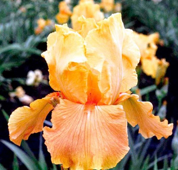 Ирис германский (бородатый) 'Априкот Силк' 