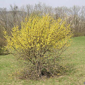 Дерен мужской