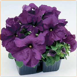 Петуния (сурфиния) гибридная 'Лимбо Дип Пурпл' (фиолетовая)