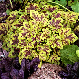 Гейхера мелкоцветковая 'Солар Повер'
