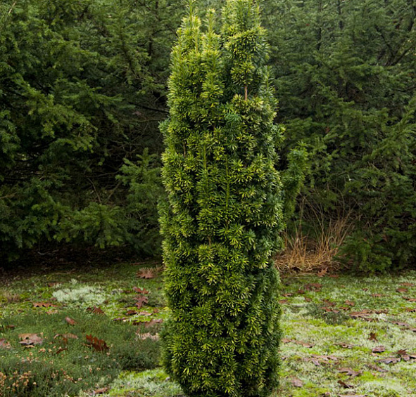 Тис ягодный Фастигиата Ауреа