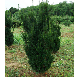 Тис средний 'Хилли'