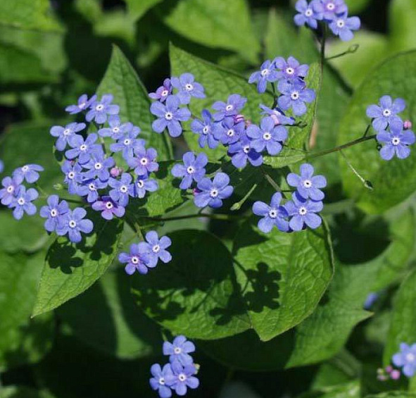 Бруннера крупнолистная