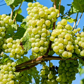 Виноград 'Рислинг'