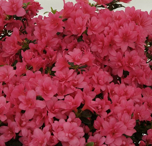 Рододендрон гибридный 'Гислинде' (карминно-розовый)