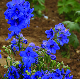 Дельфиниум высокий (живокость) 'Блу'