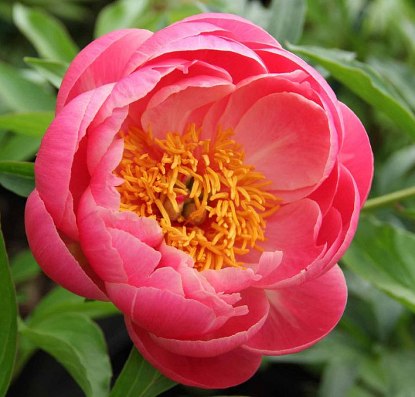 Пион молочноцветковый 'Корал Сансет' (кораловый)