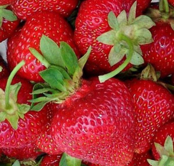 Земляника (клубника) 'Камрад'
