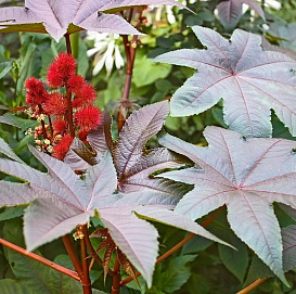 Семена Клещевина