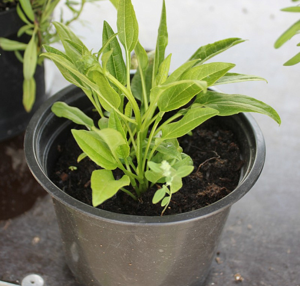 Эхинацея пурпурная 'Лемон Йеллоу'