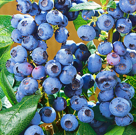 Голубика высокорослая 'Ханна Чойс'