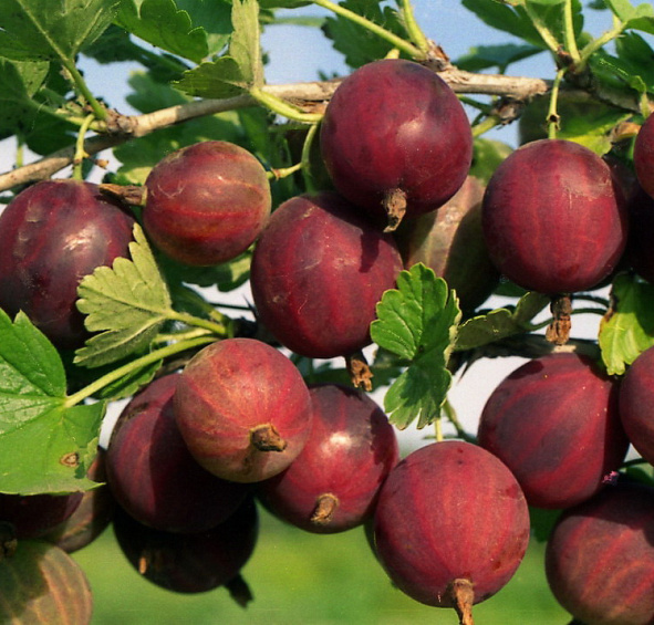 Крыжовник 'Финский красный'