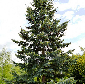 Псевдотсуга Мензиса